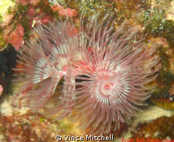 I find tube worms facinating!  I took this picture while ... by Vince Mitchell 